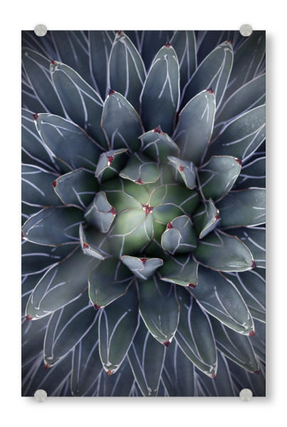 Acrylglasbild "Agave blau-grün mit Streifen" artboxONE - Natur,Floral,Abstrakt