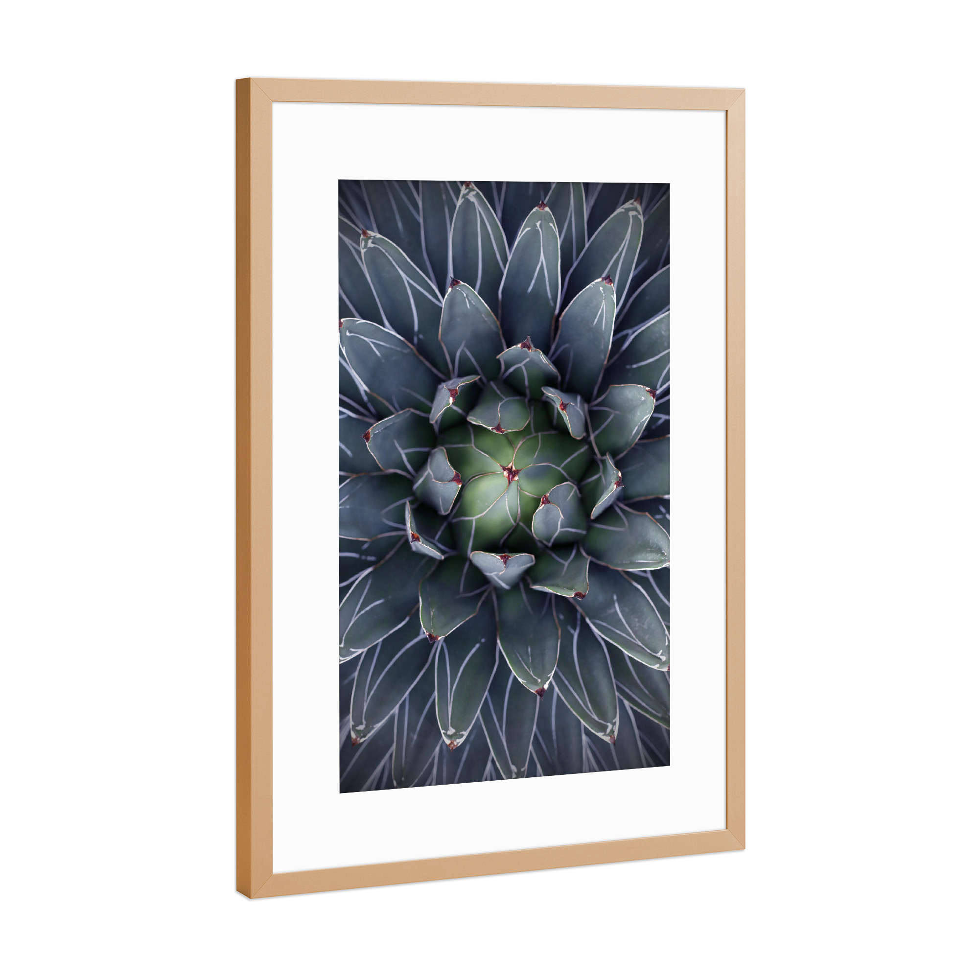 Poster mit Rahmen Kupfer "Agave blau-grün mit Streifen" artboxONE - Natur,Floral,Abstrakt