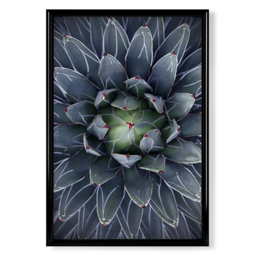 Agave blau-grün mit Streifen