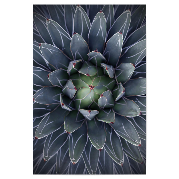 Poster 30x20 cm "Agave blau-grün mit Streifen" artboxONE - Natur,Floral,Abstrakt