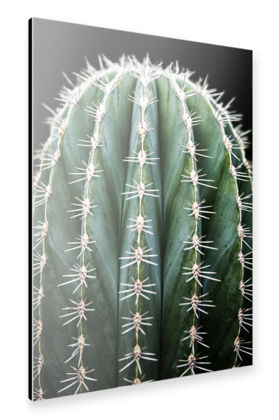 Alu-Dibond "Prächtiger grüner Kaktus" 30x20 cm artboxONE
