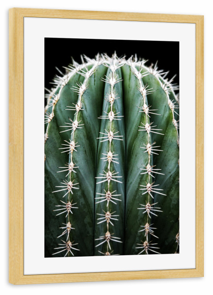 Poster mit Rahmen kiefer "Prächtiger grüner Kaktus" artboxONE - Natur,Floral