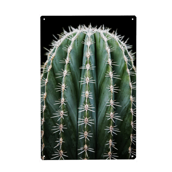 Metall Poster "Prächtiger grüner Kaktus" artboxONE - Natur,Floral