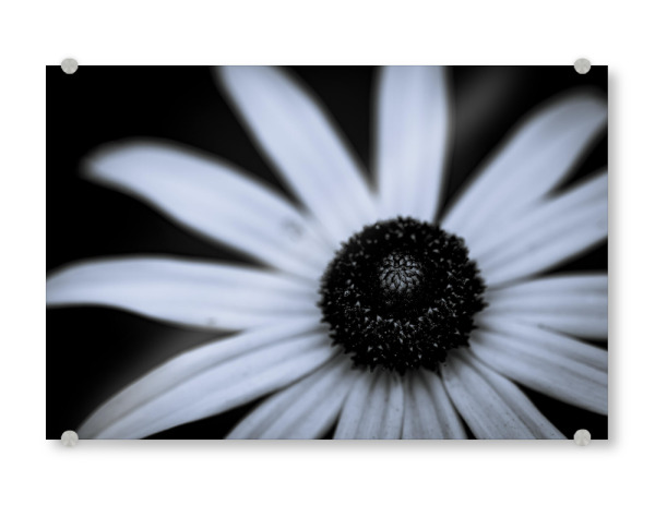 Acrylglasbild "Centre Shadow" artboxONE - Natur,Floral,Schwarzweiß