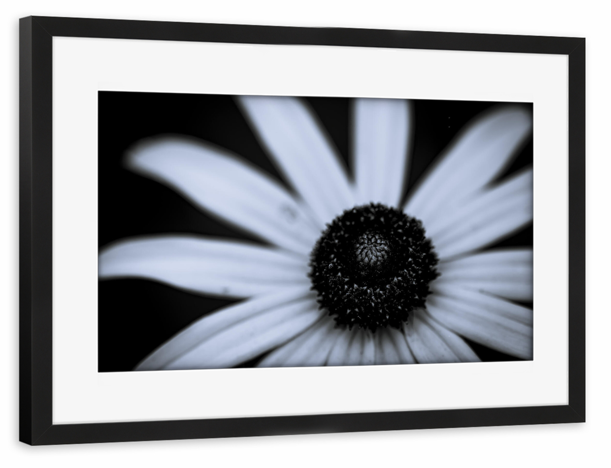 Poster mit Rahmen schwarz "Centre Shadow" artboxONE - Natur,Floral,Schwarzweiß