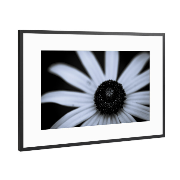 Poster mit Rahmen Schwarz (Metallic) "Centre Shadow" artboxONE - Natur,Floral,Schwarzweiß