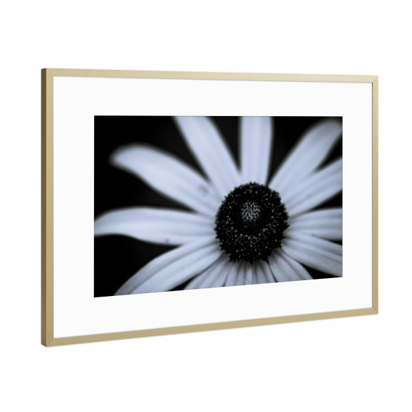 Poster mit Rahmen Gold "Centre Shadow" artboxONE - Natur,Floral,Schwarzweiß