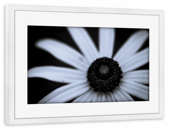 Poster mit Rahmen weiß "Centre Shadow" artboxONE - Natur,Floral,Schwarzweiß