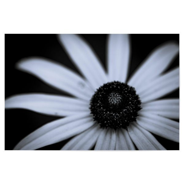 Poster "Centre Shadow" artboxONE - Natur,Floral,Schwarzweiß