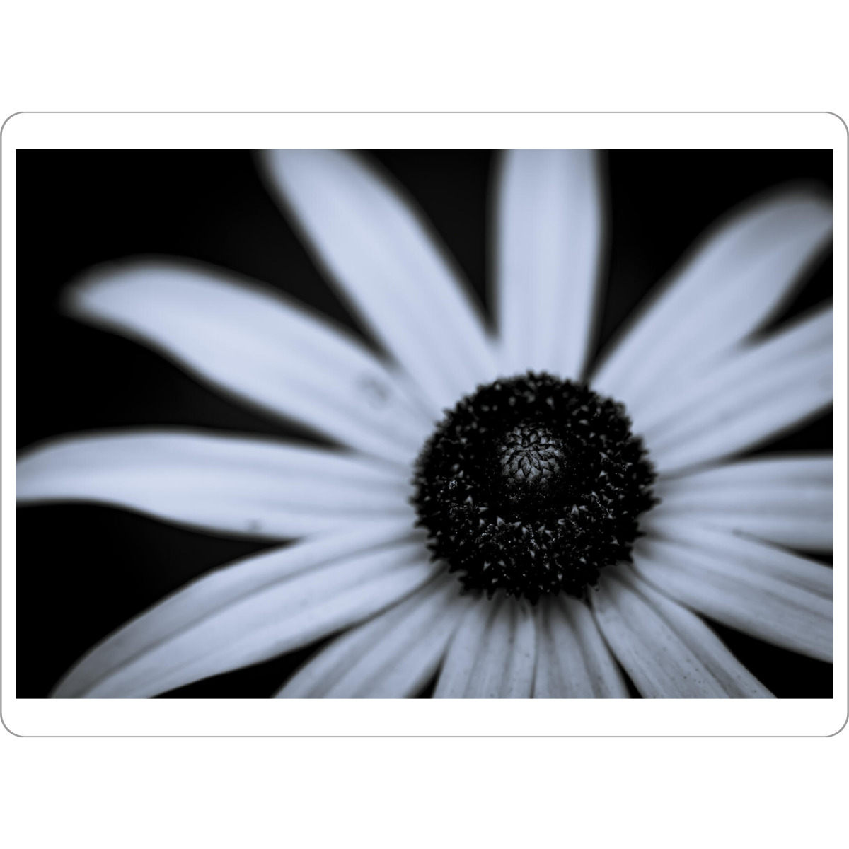 Tischset "Centre Shadow" artboxONE - Natur,Floral,Schwarzweiß