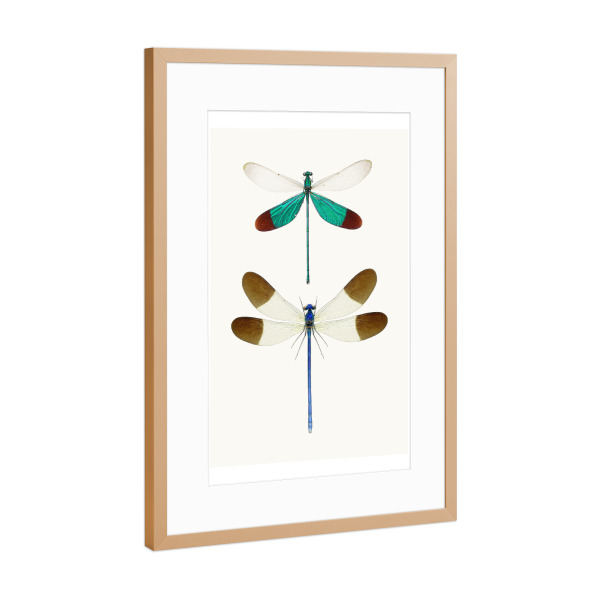 Poster mit Rahmen Kupfer "Zwei Libellen" artboxONE - Natur,Tiere