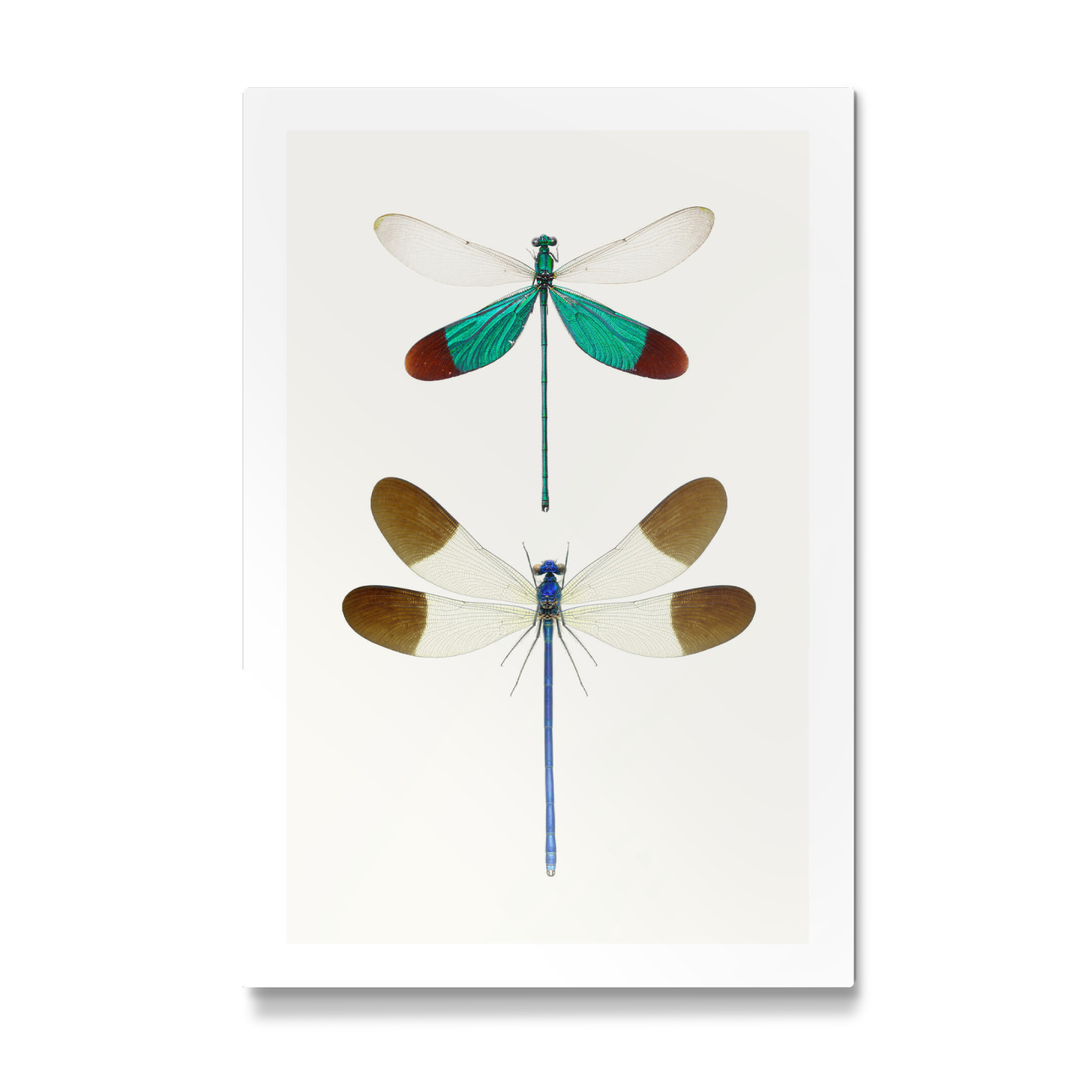 Galerie-Print "Zwei Libellen" 75x50 cm artboxONE