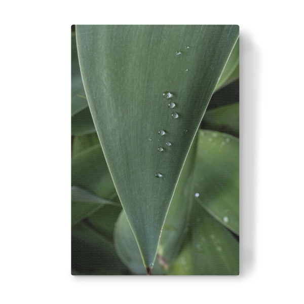 Leinwandbild "Wet Leaf" artboxONE - Natur - Leaf,Foliage,Raindrop,Nature,Blatt,Natur,Closeup,Nahaufnahme,Leaves,Botanical