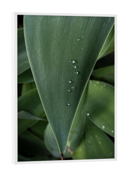 Poster mit weißem Rahmen "Wet Leaf" artboxONE - Natur - Leaf,Foliage,Raindrop,Nature,Blatt,Natur,Closeup,Nahaufnahme,Leaves,Botanical