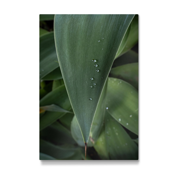 Galerie-Print "Wet Leaf" 30x20 cm artboxONE