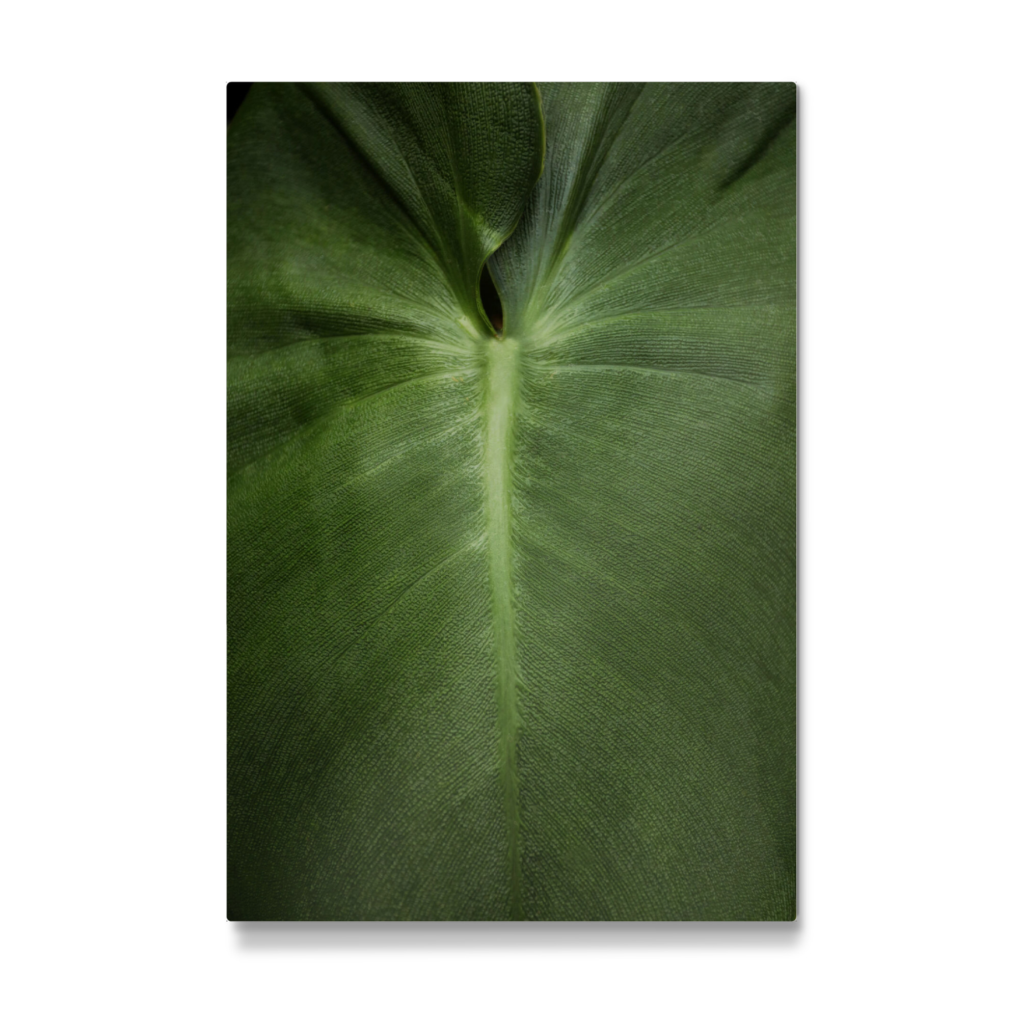 Galerie-Print "Exotisches Blatt Detail" 75x50 cm artboxONE