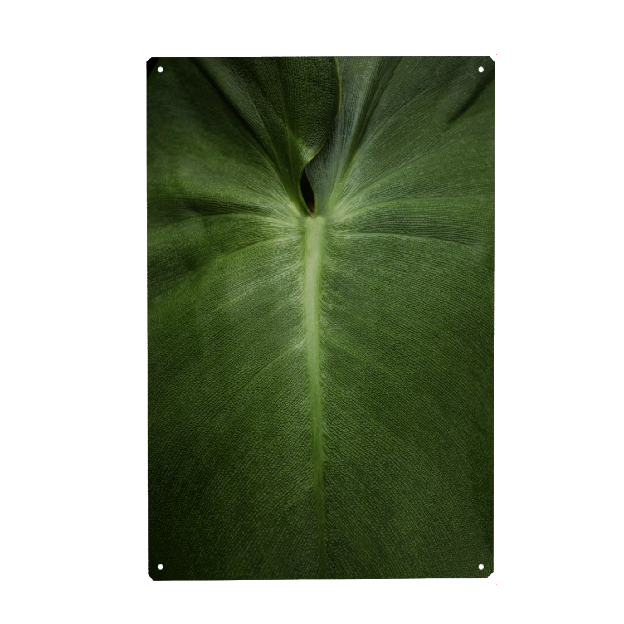 Metall Poster "Exotisches Blatt Detail" artboxONE - Natur,Floral,Abstrakt