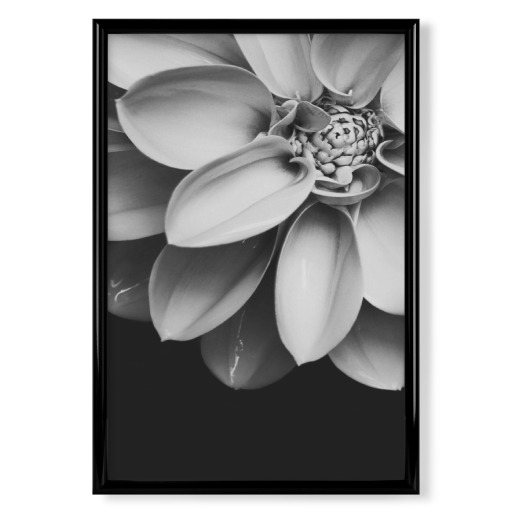 Black and White Flower Love