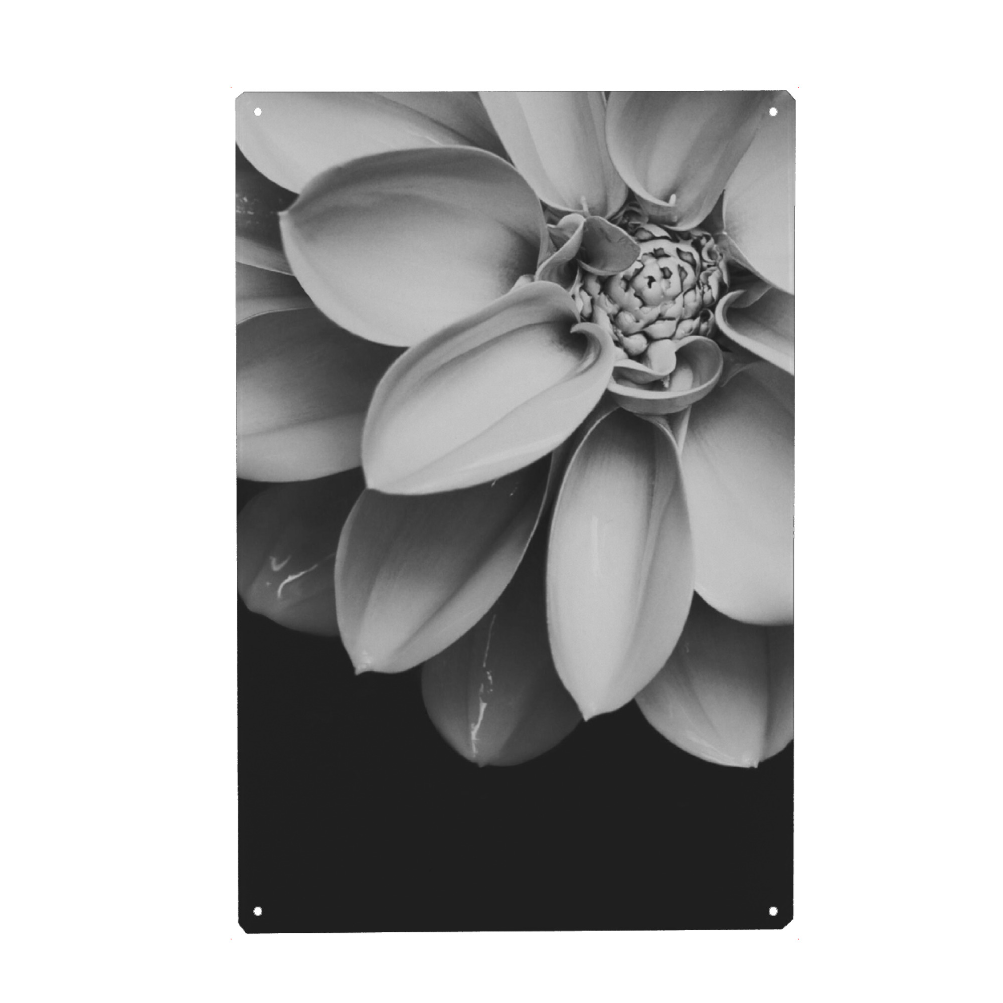 Holzbild "Black and White Flower Love" artboxONE - Natur,Floral