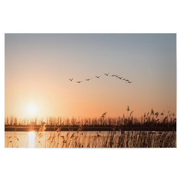 Poster "Morgenstunde" artboxONE - Natur,Tiere