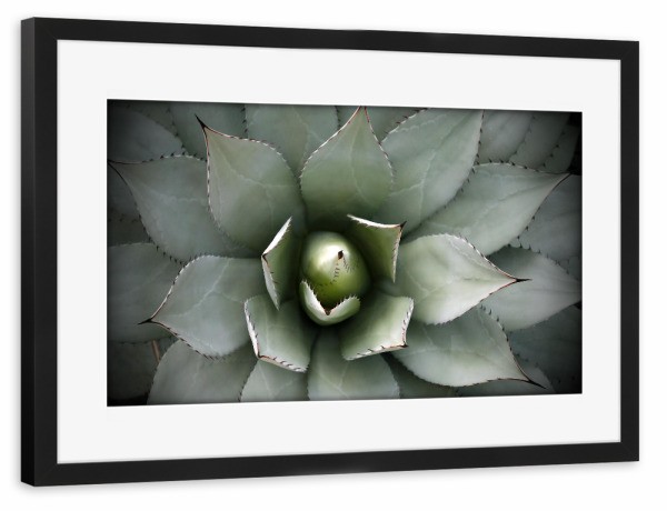 Poster mit Rahmen schwarz "Agavenherz hellgrün" artboxONE - Natur,Floral,Abstrakt