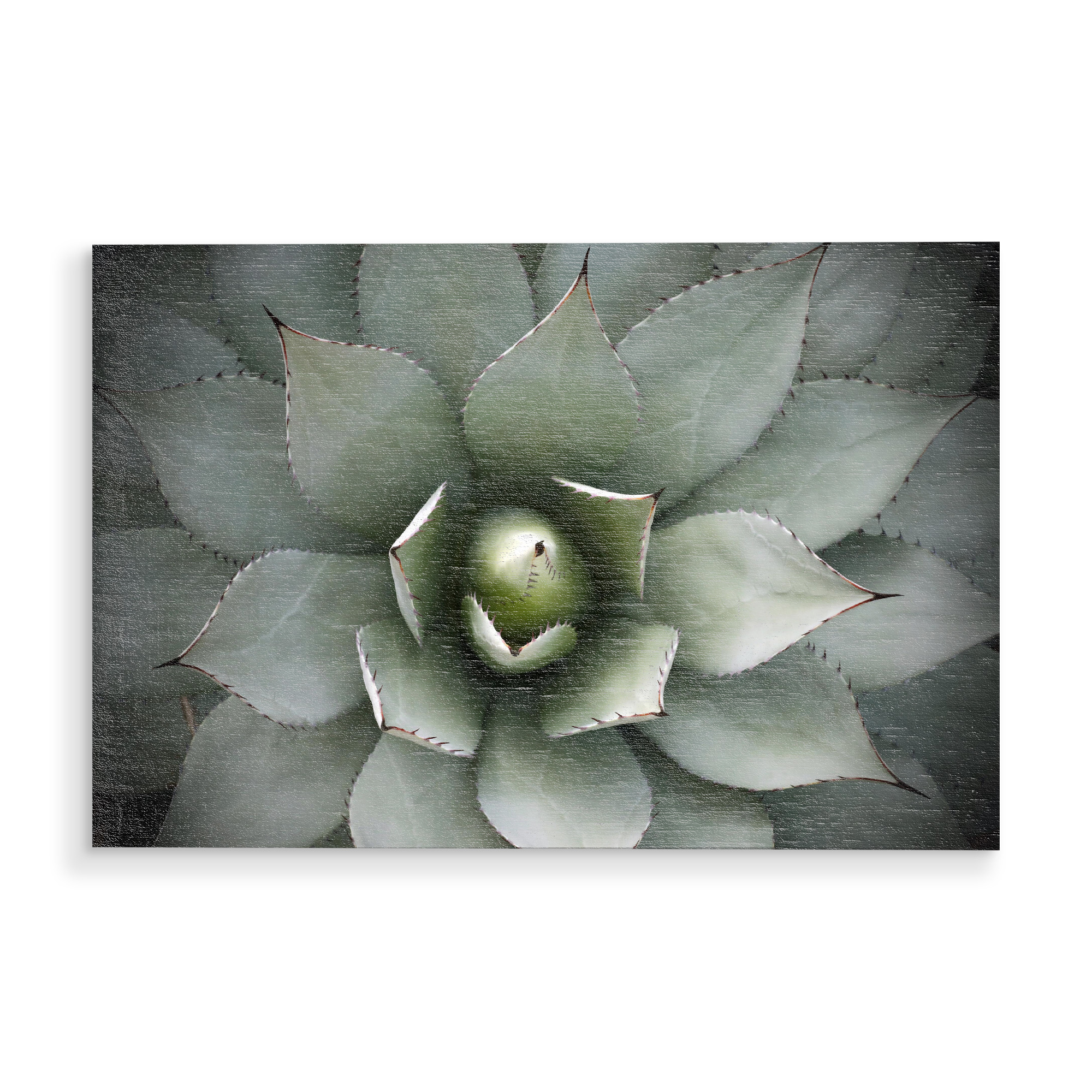 Holzbild "Agavenherz hellgrün" artboxONE - Natur,Floral,Abstrakt