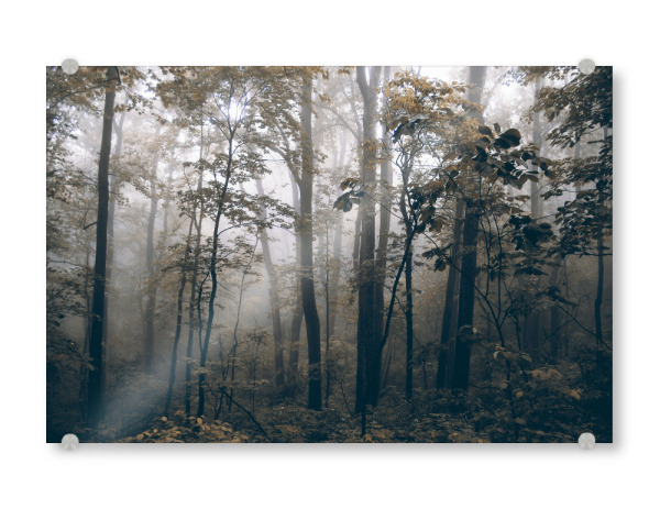 Acrylglasbild "Foggy Woods" artboxONE - Natur,Reise,Floral,Reise / Länder