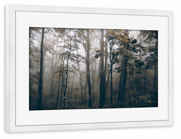 Poster mit Rahmen weiß "Foggy Woods" artboxONE - Natur,Reise,Floral,Reise / Länder