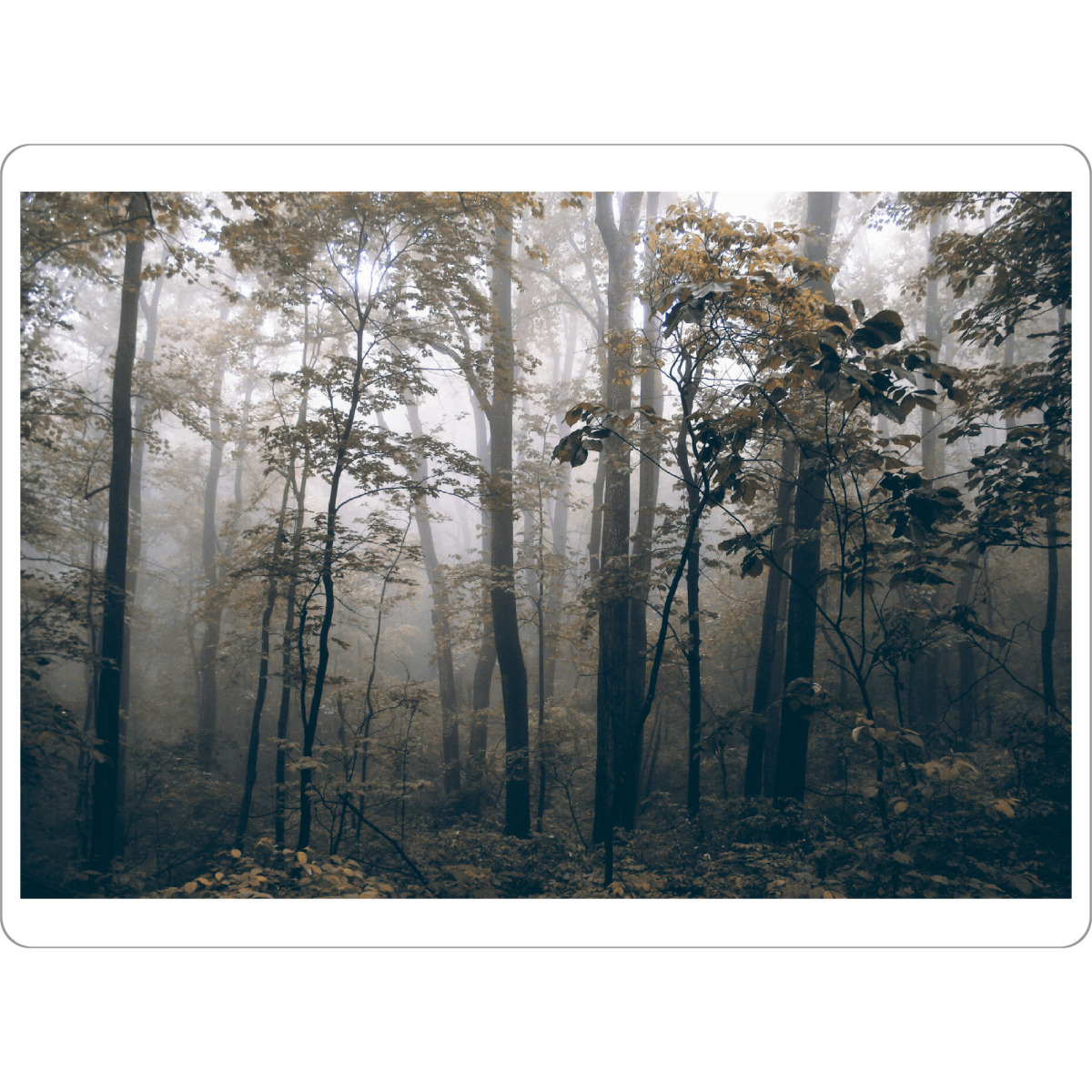Tischset "Foggy Woods" artboxONE - Natur,Reise,Floral,Reise / Länder