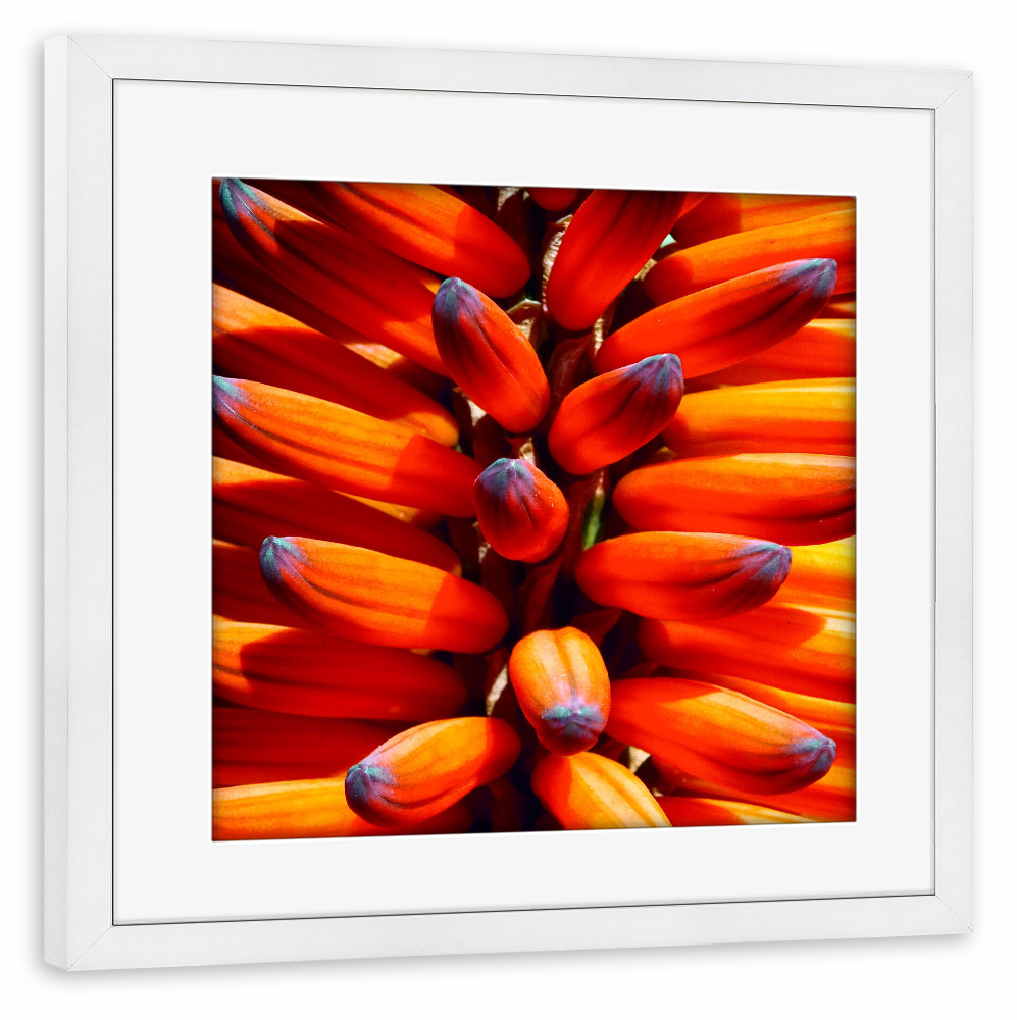 Poster mit Rahmen weiß "Orange Aloe Vera" artboxONE - Reise,Floral,Reise / Afrika,Buchstaben / A