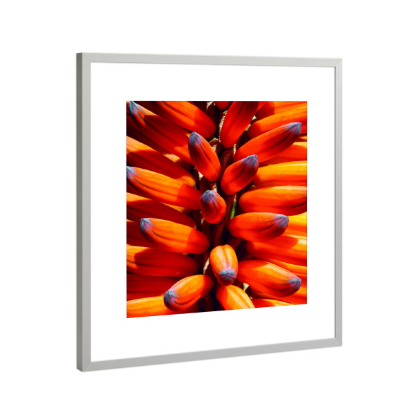 Poster mit Rahmen Silber "Orange Aloe Vera" artboxONE - Reise,Floral,Reise / Afrika,Buchstaben / A