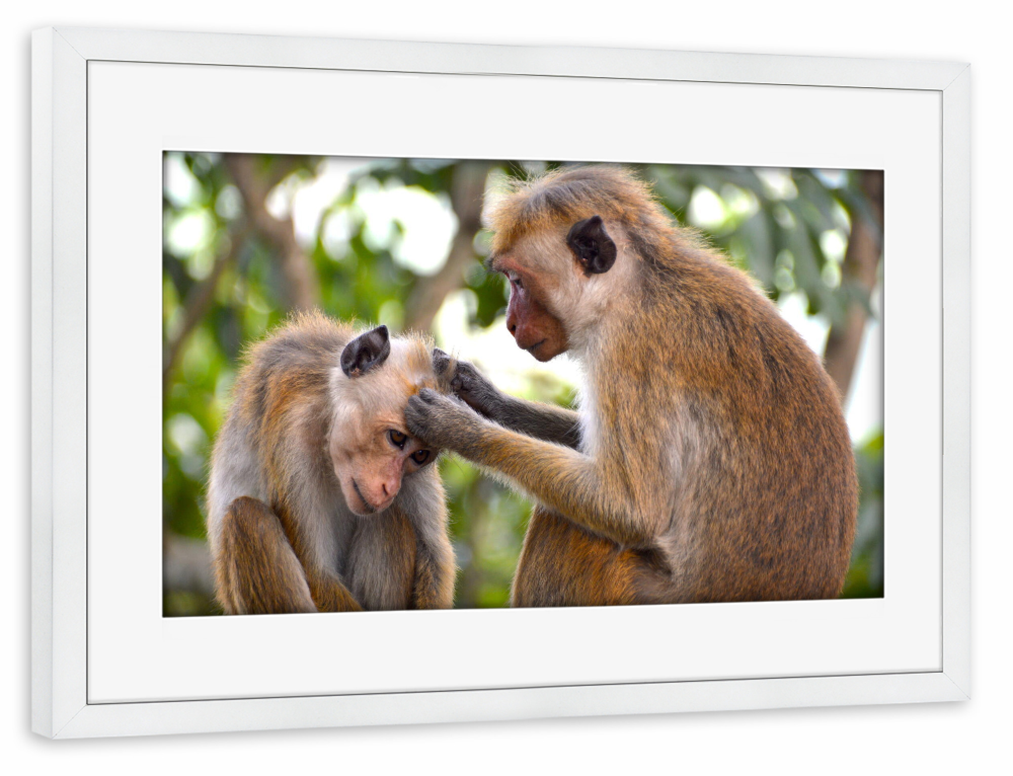 Poster mit Rahmen weiß "Ceylon Hat Monkeys" artboxONE - Natur,Tiere
