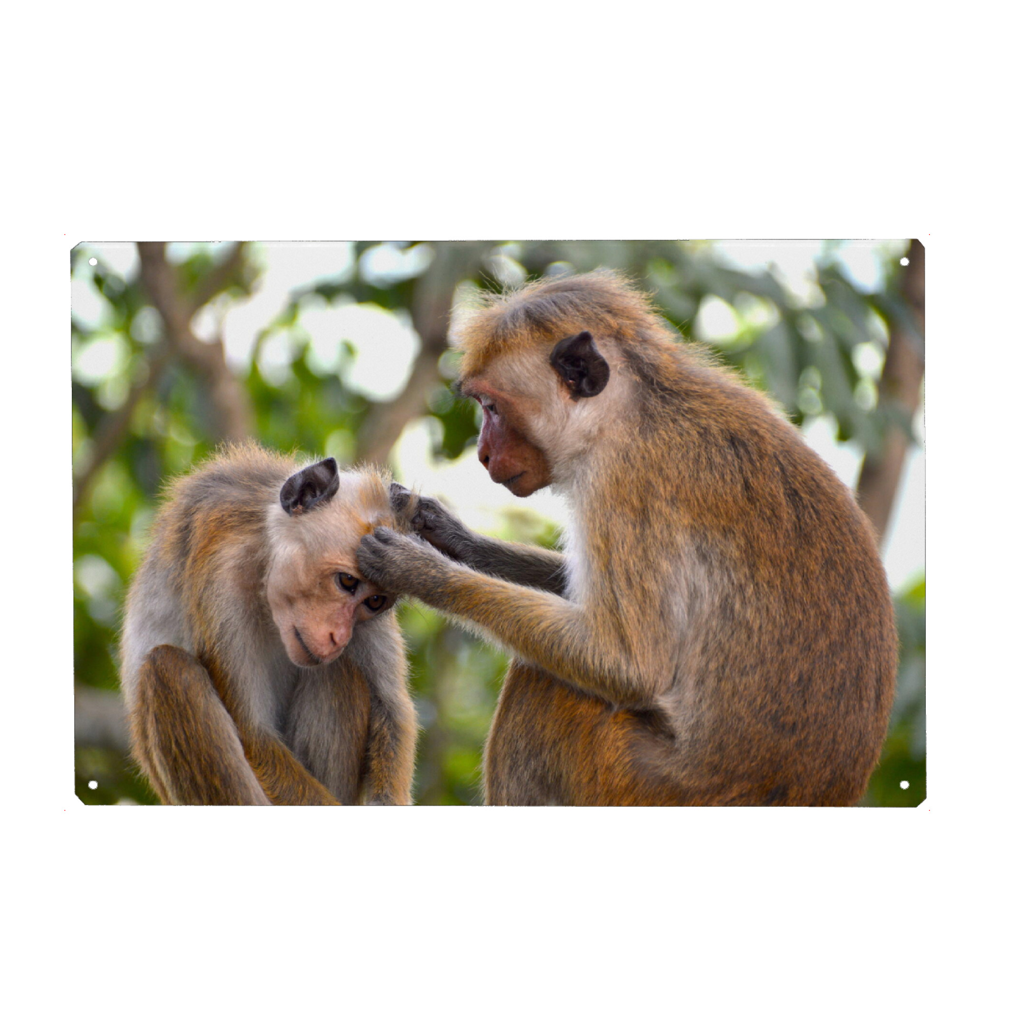 Metall Poster "Ceylon Hat Monkeys" artboxONE - Natur,Tiere