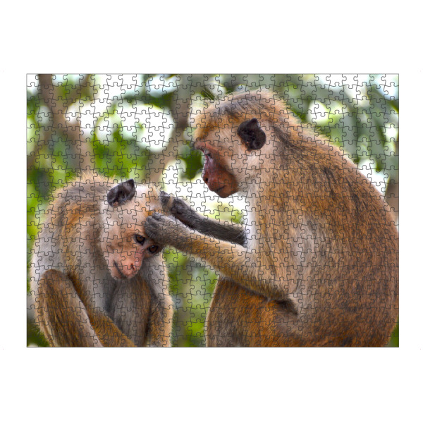 artboxONE Puzzle "Ceylon Hat Monkeys" artboxONE - Natur,Tiere
