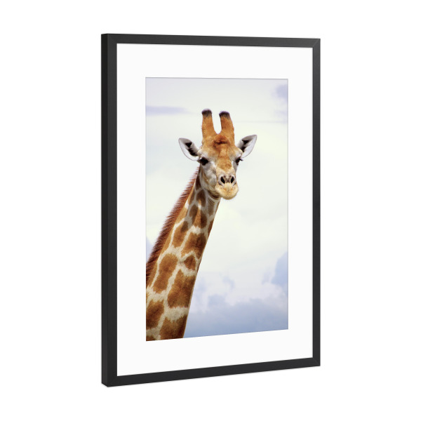 Poster mit Rahmen Schwarz (Metallic) "Giraffe Close-up" artboxONE - Natur,Tiere,Reise / Afrika