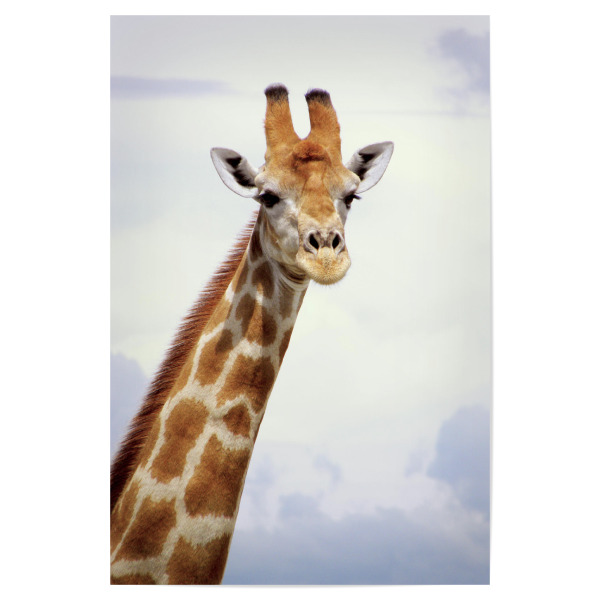 Poster 30x20 cm "Giraffe Close-up" artboxONE - Natur,Tiere,Reise / Afrika - Giraffe,Wildnis,Afrika,Safari,Animal,Tier,Wild,Natur,Nature,Portrait,Hals