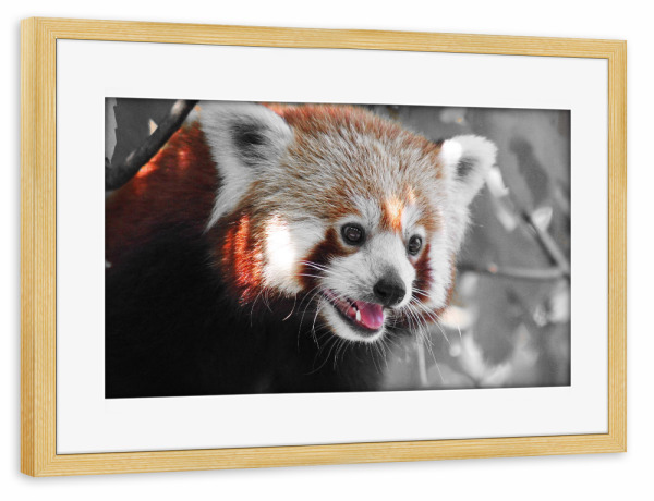Poster mit Rahmen kiefer "Roter Panda Portrait ck" artboxONE - Natur,Für Kinder,Tiere