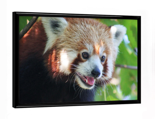 Poster mit schwarzem Rahmen "Roter Panda Portrait" artboxONE - Natur,Für Kinder,Tiere