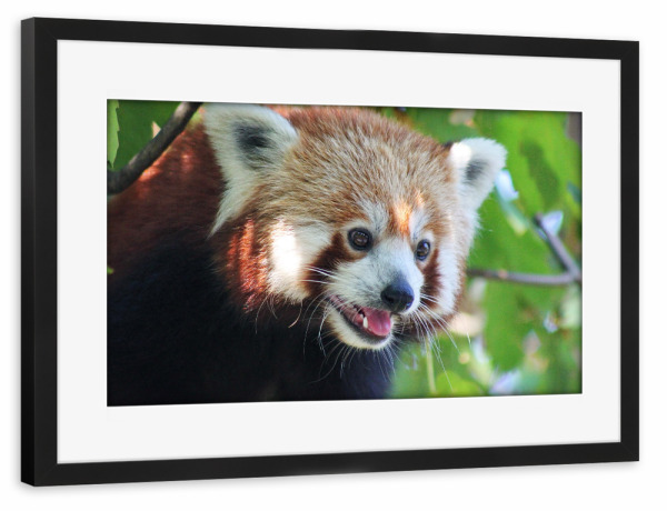 Poster mit Rahmen schwarz "Roter Panda Portrait" artboxONE - Natur,Für Kinder,Tiere