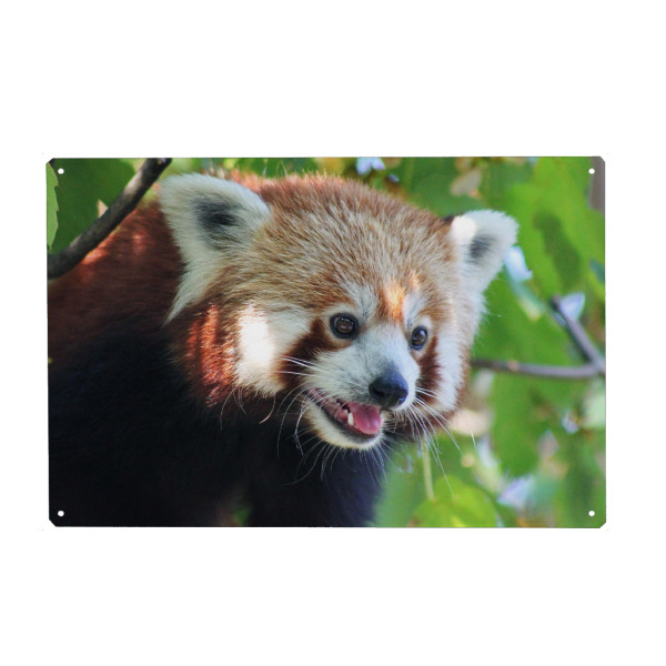 Metall Poster "Roter Panda Portrait" artboxONE - Natur,Für Kinder,Tiere
