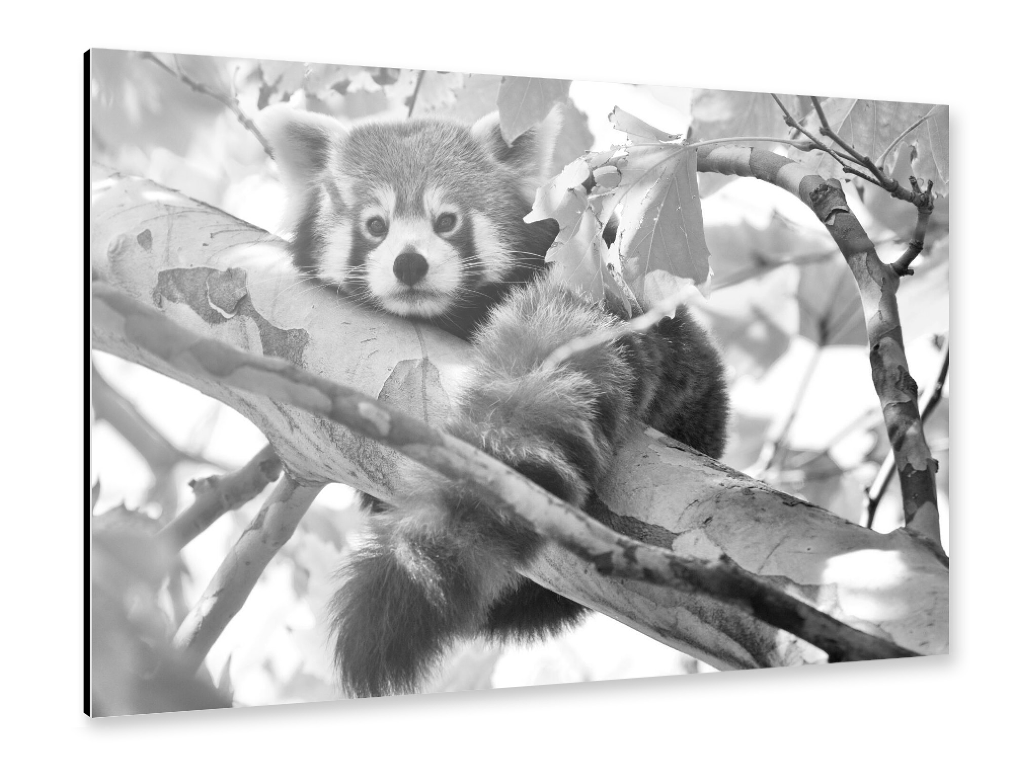 Alu-Dibond "Roter Panda sw" 75x50 cm artboxONE