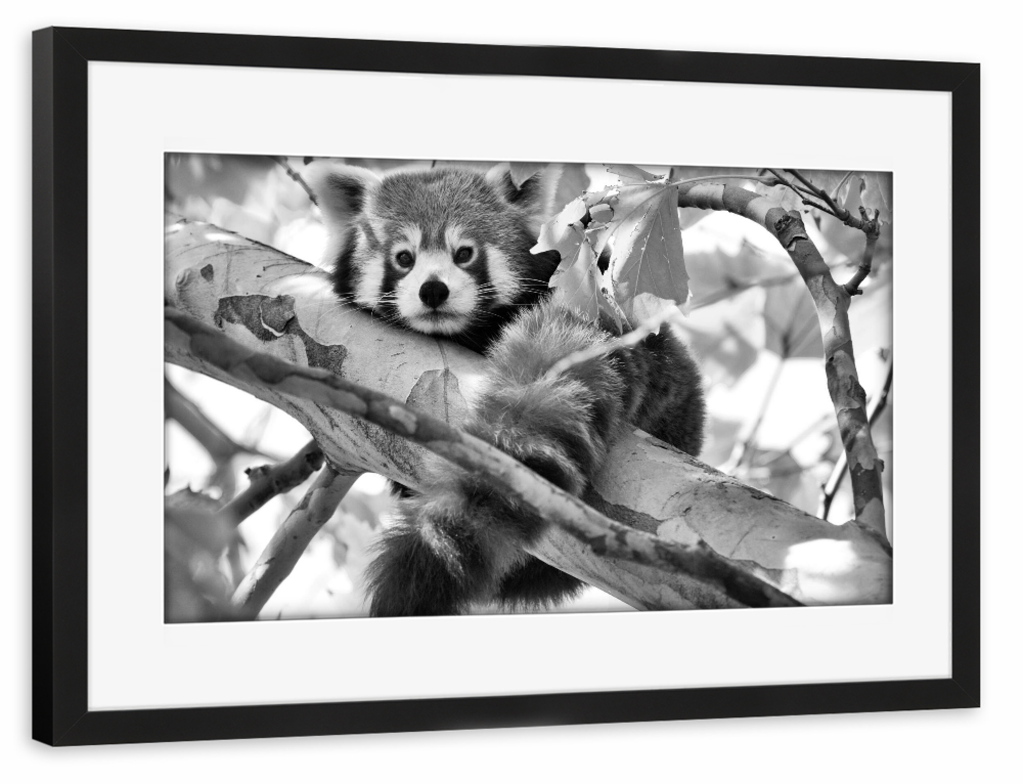 Poster mit Rahmen schwarz "Roter Panda sw" artboxONE - Natur,Tiere,Schwarzweiß