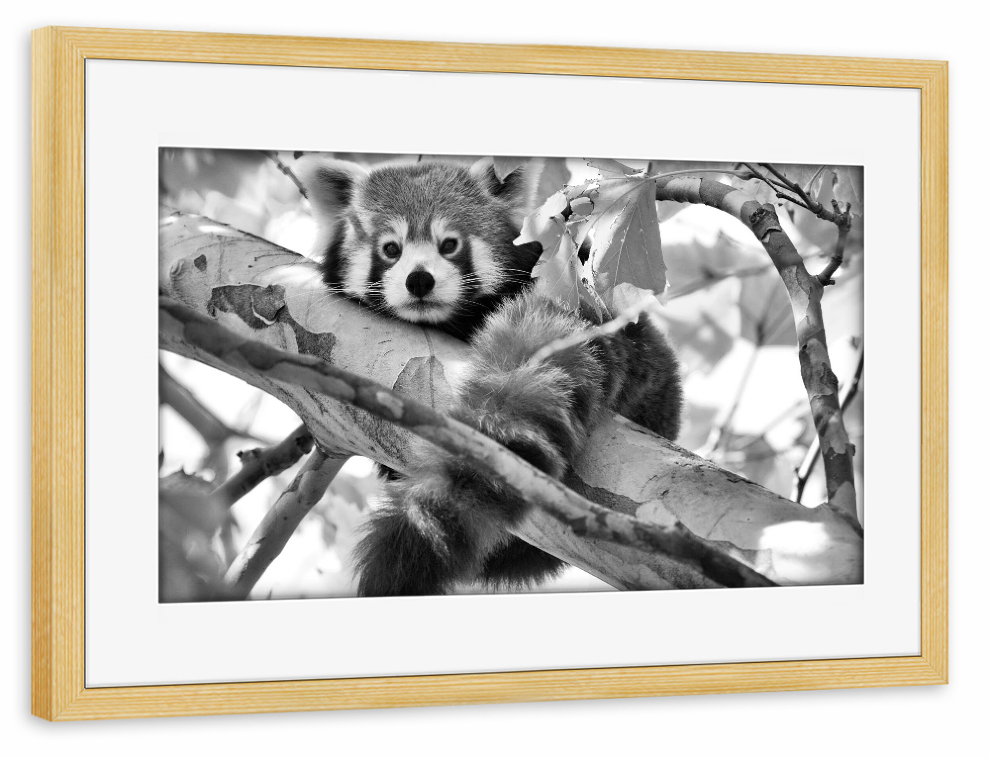 Poster mit Rahmen kiefer "Roter Panda sw" artboxONE - Natur,Tiere,Schwarzweiß