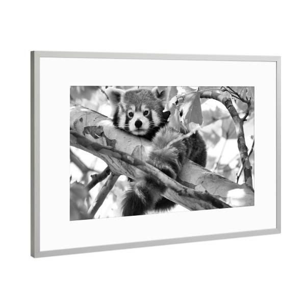 Poster mit Rahmen Silber "Roter Panda sw" artboxONE - Natur,Tiere,Schwarzweiß