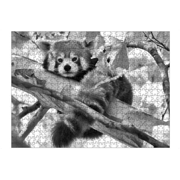 artboxONE Puzzle "Roter Panda sw" artboxONE - Natur,Tiere,Schwarzweiß