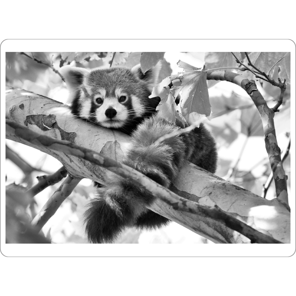 Tischset "Roter Panda sw" artboxONE - Natur,Tiere,Schwarzweiß - Panda,Roter panda,Roter panda bär,Bär,Tier,Animal,Bear,Red,Blackandwhite,Schwarzweiß