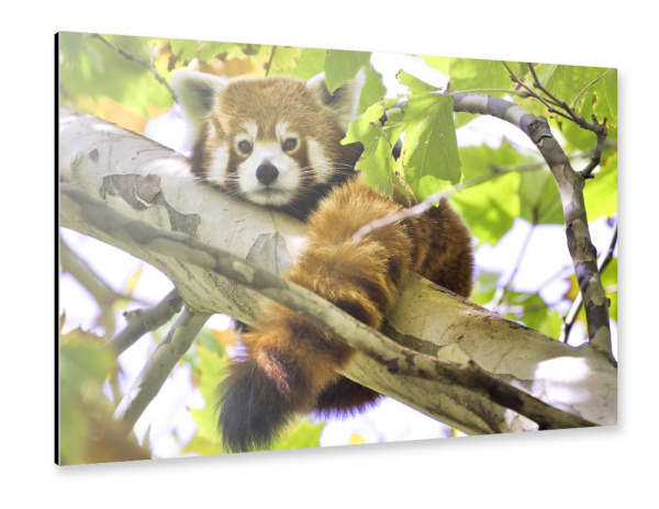 Alu-Dibond "Roter Panda" 30x20 cm artboxONE