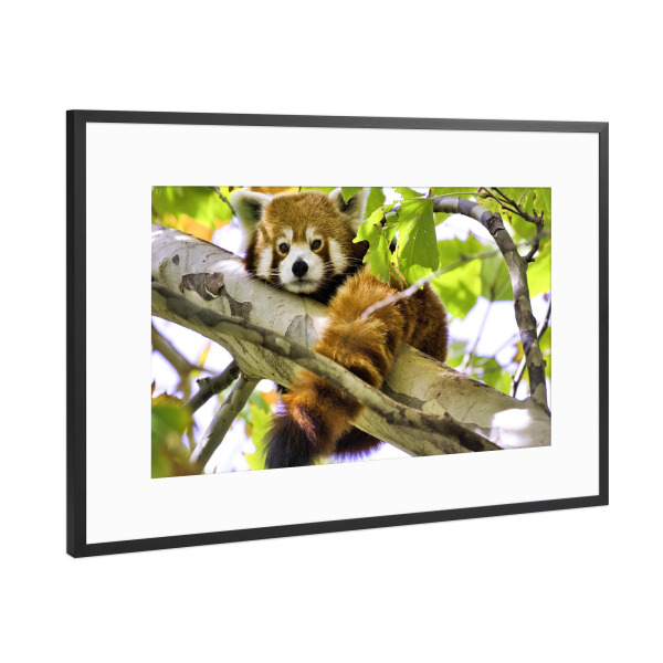 Poster mit Rahmen Schwarz (Metallic) "Roter Panda" artboxONE - Natur,Für Kinder,Tiere