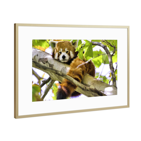 Poster mit Rahmen Gold "Roter Panda" artboxONE - Natur,Für Kinder,Tiere - Panda,Panda bär,Red panda,Red panda bär,Bear,Bär,Tier,Animal,Natur,Nature