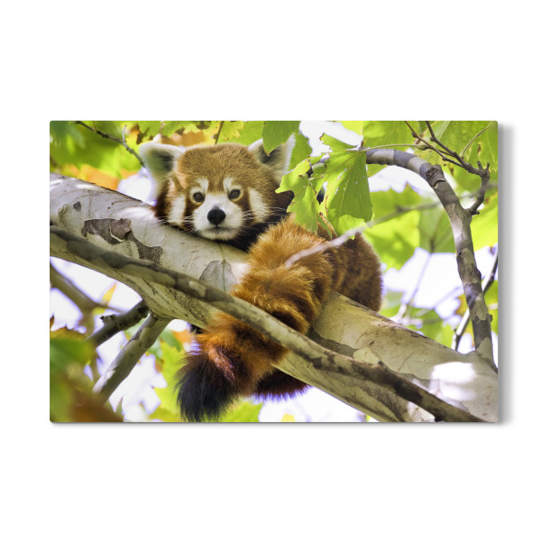 Galerie-Print "Roter Panda" 30x20 cm artboxONE